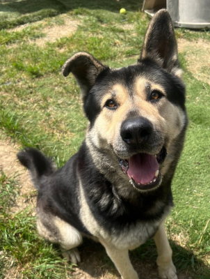 Tri Tip, an adoptable Akita in Ventura, CA