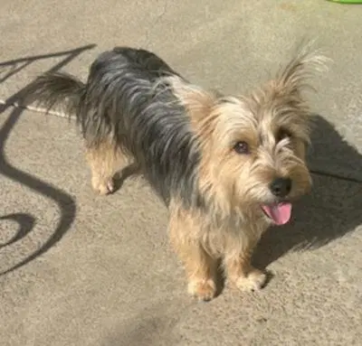 Whiskey - Yorkshire Terrier Yorkie