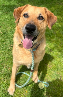 Twix, an adoptable German Shepherd Dog in Ventura, CA