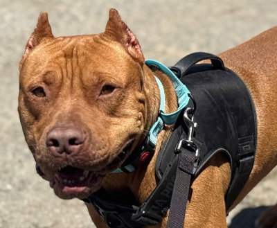 Scooby