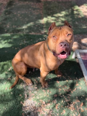 Scooby, a dog for adoption from Canine Adoption and Rescue League
