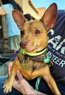 Izzy - Chihuahua