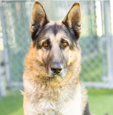 Rian, a dog for adoption from Canine Adoption and Rescue League