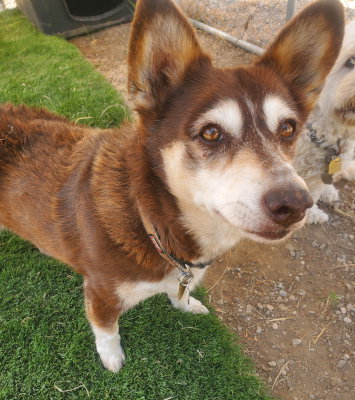 Ginger, an adoptable Corgi in Ventura, CA