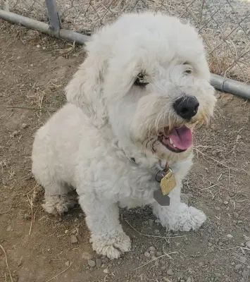 Duffy - Maltese