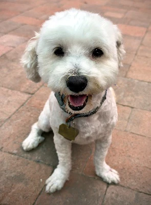 Duffy