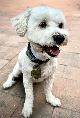 Duffy image 2