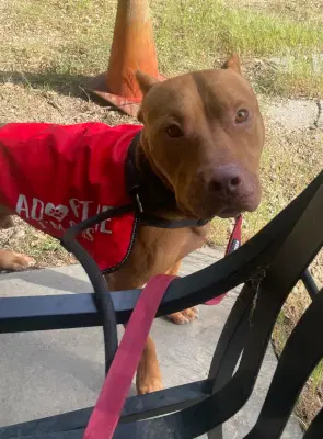 Deuce - Pit Bull Terrier