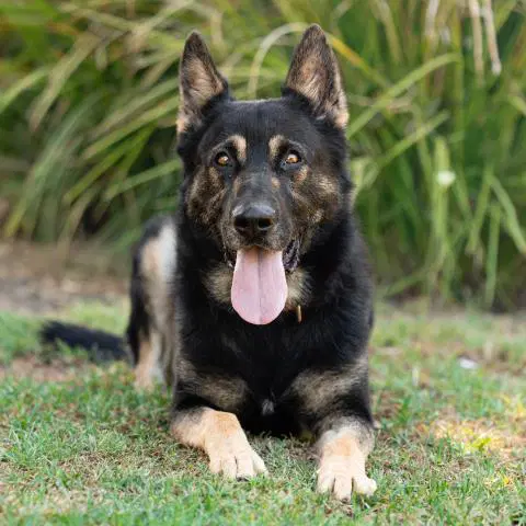 Maverick - German Shepherd Dog