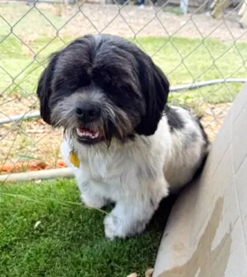 Benji - Maltese
