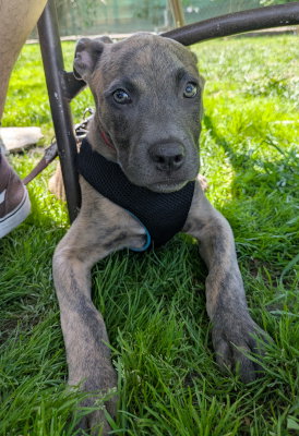 Photo 2 of Echo