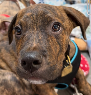 Orbit, Pit Bull Terrier