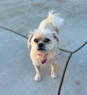 Kiki - Pug
