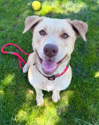 Agnes - Labrador Retriever