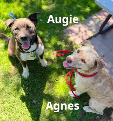 Agnes image 2