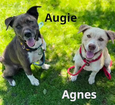 Agnes image 3