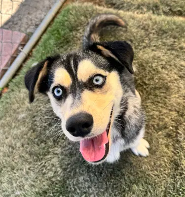 Bella - Husky / Corgi