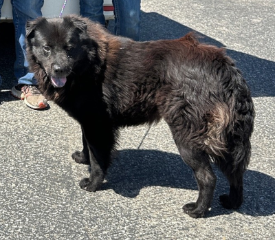 Antony, Chow Chow