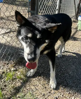 Tobby - Husky
