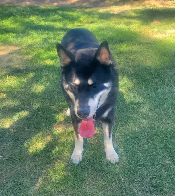 Tobby image 2