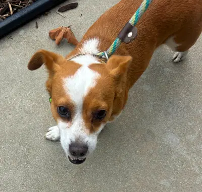 Sammy - Corgi