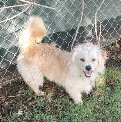 Bolt - Terrier