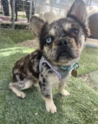 Anton - French Bulldog