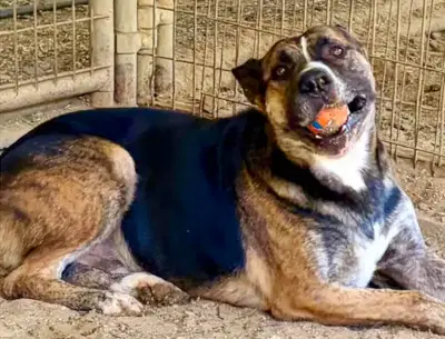 Colby - German Shepherd