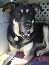 adoptable Dog in ventura, CA named Buddy (GS)