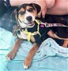 adoptable Dog in greenbelt, MD named Edna