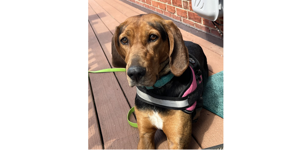 adoptable Dog in Greenbelt, MD named Echo