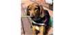 adoptable Dog in greenbelt, MD named Echo