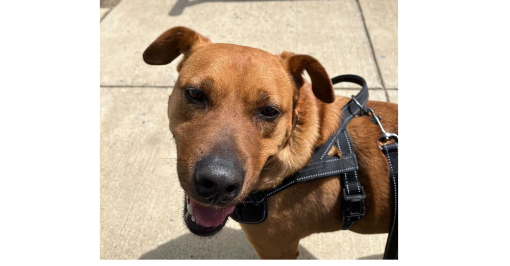 adoptable Dog in Greenbelt, MD named (Mr.) Bean