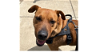 adoptable Dog in greenbelt, MD named (Mr.) Bean