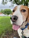 adoptable Dog in , MD named Logan