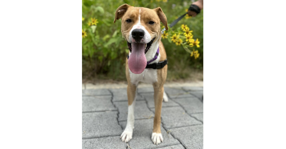 adoptable Dog in Greenbelt, MD named Joel