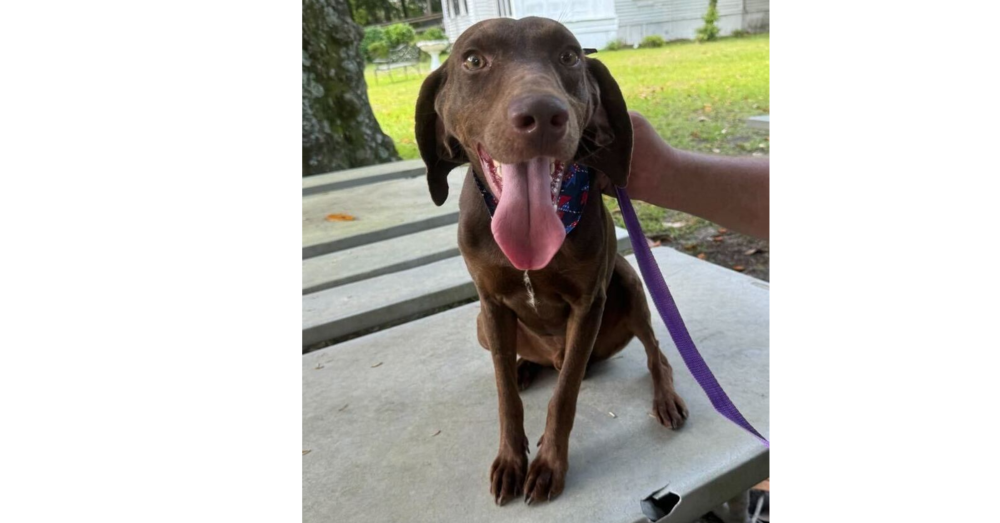 adoptable Dog in Greenbelt, MD named Liam