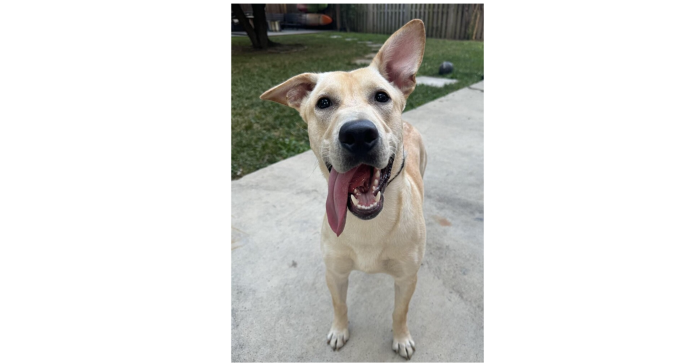 adoptable Dog in Greenbelt, MD named Stu