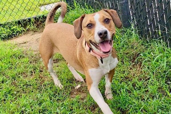 adoptable Dog in Greenbelt, MD named Bunny