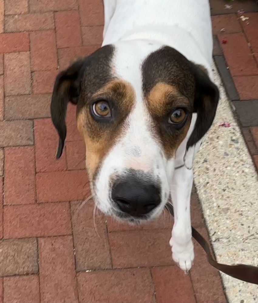 adoptable Dog in Greenbelt, MD named Lil