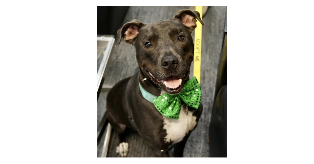 adoptable Dog in Greenbelt, MD named Dobby