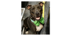 adoptable Dog in  named Dobby