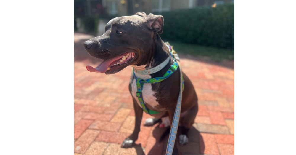 adoptable Dog in Greenbelt, MD named Dobby