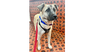 adoptable Dog in  named River