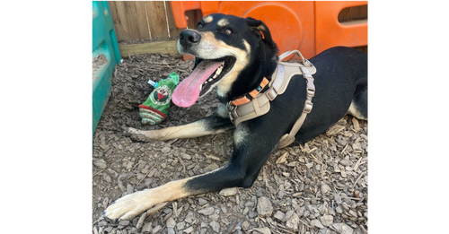 picture of the dog needing adoption