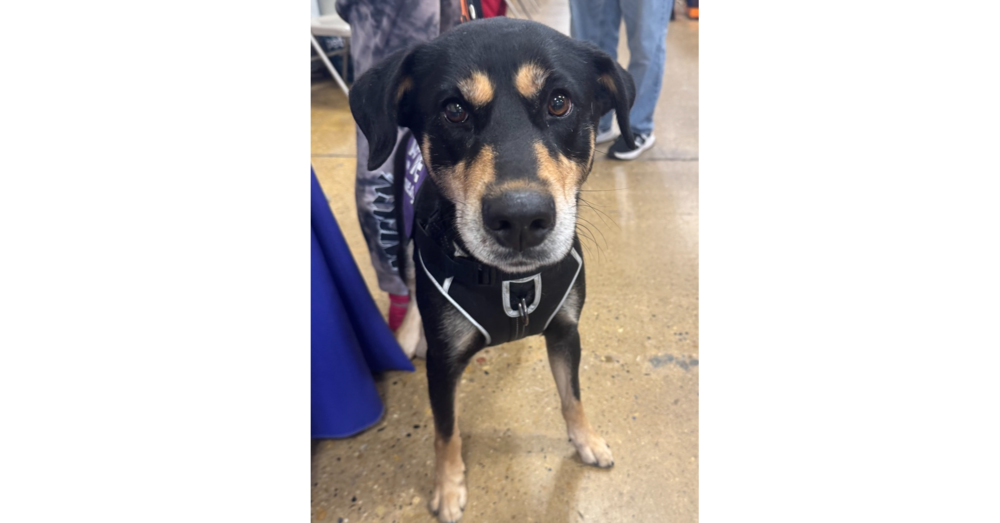 adoptable Dog in Greenbelt, MD named Rayne