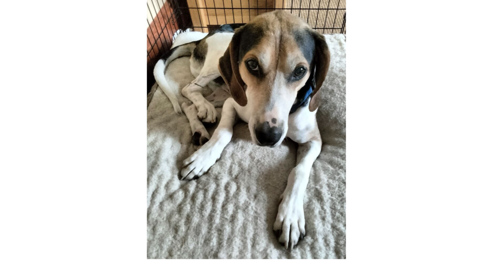 adoptable Dog in Greenbelt, MD named Huck