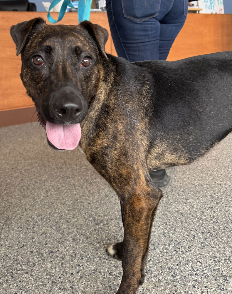 adoptable Dog in Greenbelt, MD named Chonk