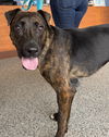adoptable Dog in  named Chonk