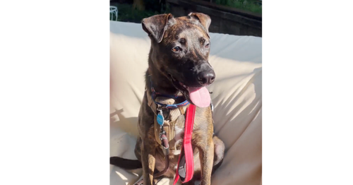 picture of the dog needing adoption